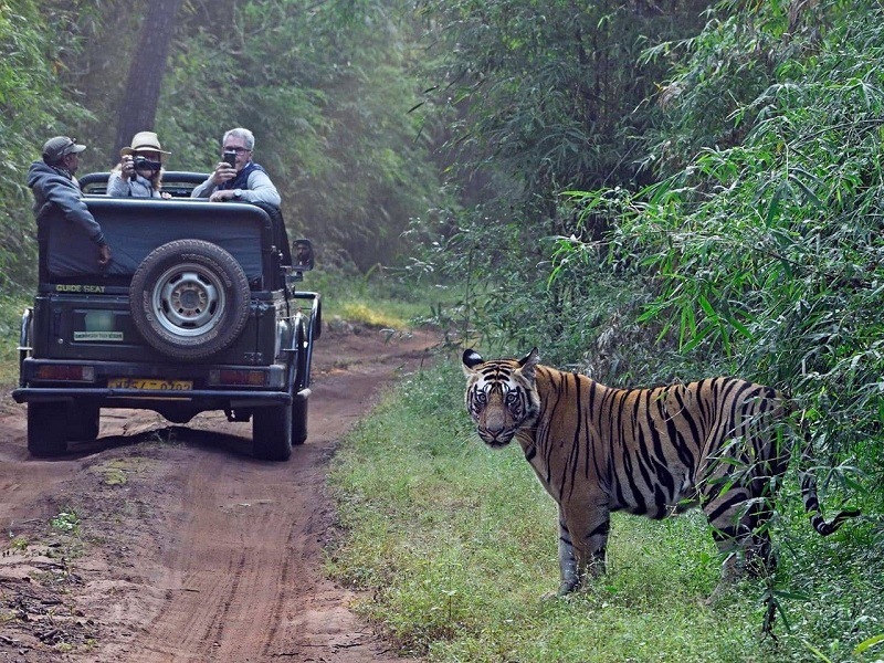 Satpura Safari Experience