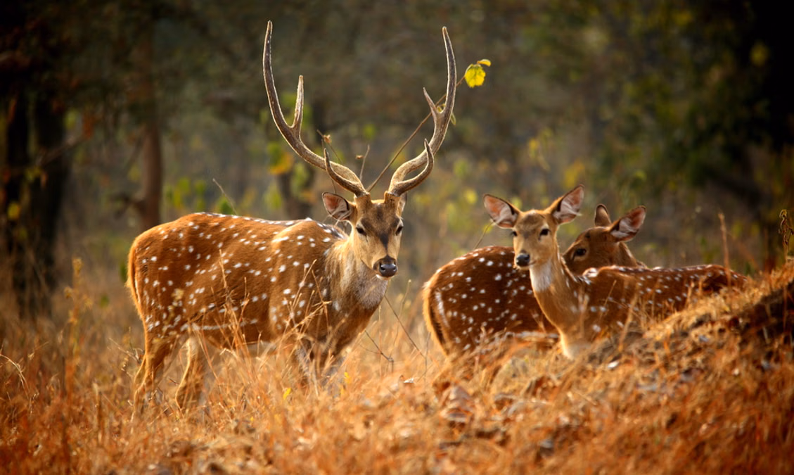 Winter Safari in Satpura