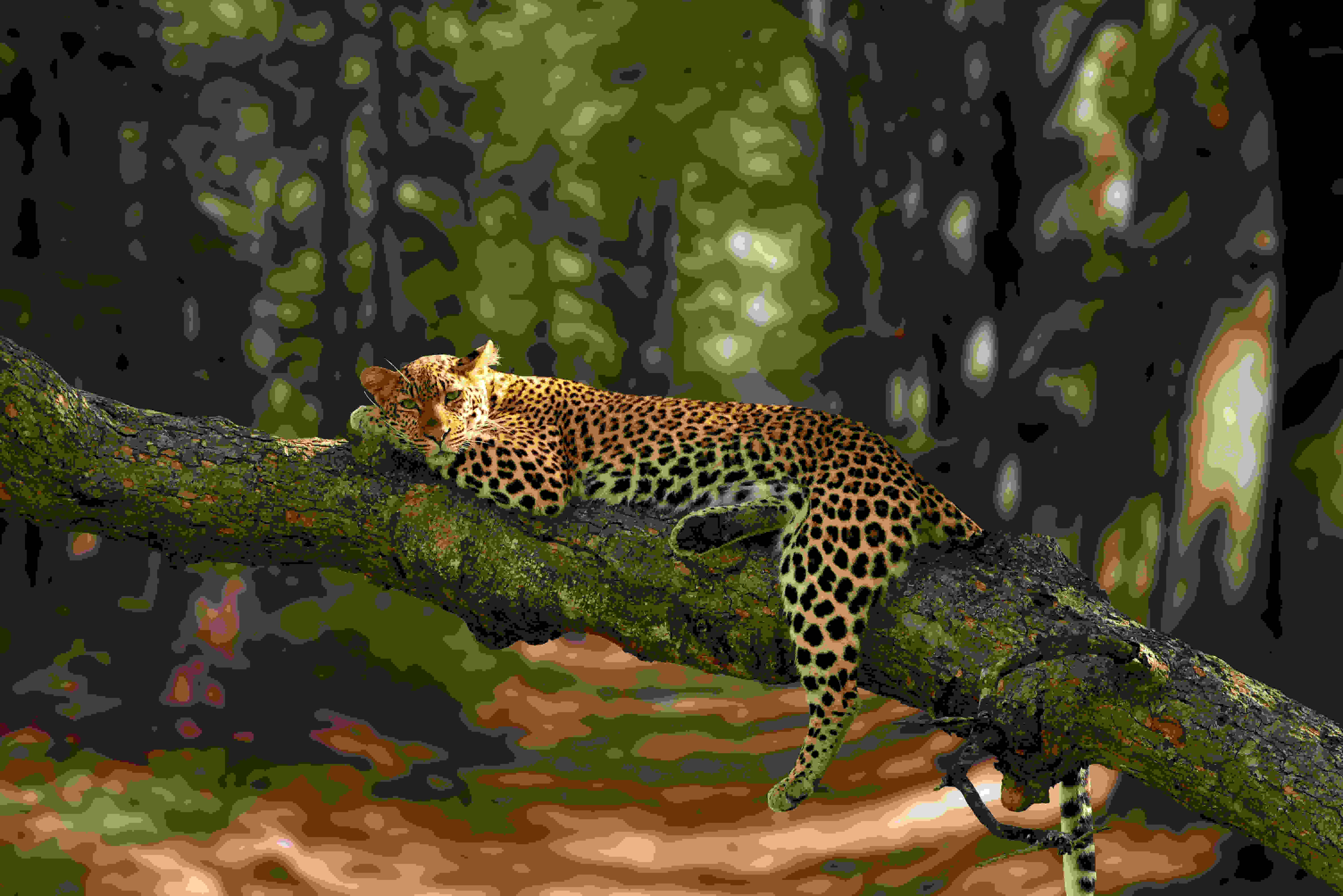 A Memorable Morning Safari and Departure