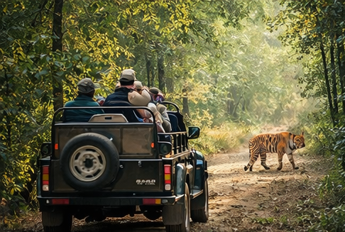 Morning Jeep Safari and Evening Boat Safari